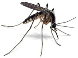 sivrisinekler